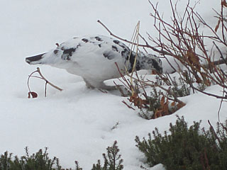 20120519_tateyama_06.jpg